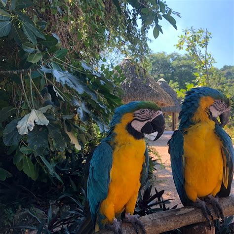 Scape Park Cap Cana Full-Day Admission with Lunch 2021 - Punta Cana