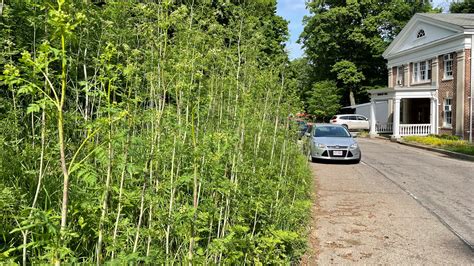 Deadly poison hemlock is spreading. Here's how to get rid of it