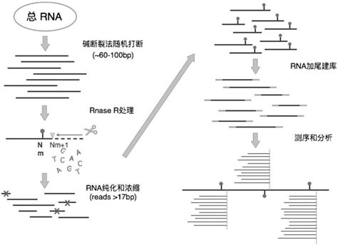 BS-seq (DNA甲基化测序）-武汉康测科技有限公司