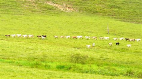 HOTEL FAZENDA CHALES DE CAMARAGIBE (Passo de Camaragibe) - Ranch ...