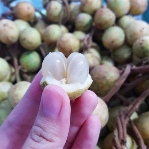 White Rambai Fruit Plants (Baccaurea Motleyana) – veliyathgardens