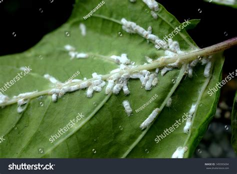 1,073 Mealy Bugs On Leaf Images, Stock Photos, 3D objects, & Vectors ...