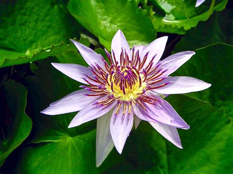 Clolseup photo of beauty blue egyptian lotus flower free image download
