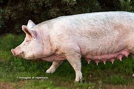 Image result for scrofa