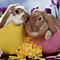 Image result for Cute Easter Bunny Images. Free