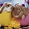 Image result for Easter Bunnies Wallpaper for Desktop