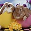Image result for Bunny Wallpaper for PC