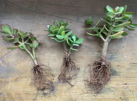 Jade Plant Root Rot: Causes, Symptoms, and Treatment - Gardening Baron
