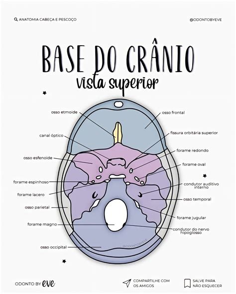 Base do crânio, vista superior | Anatomia ossos, Anatomia dos ossos ...
