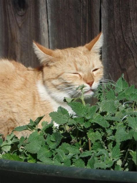 CATNIP (Kedi Nanesi): Nedir? Nasıl kullanılır? – Dr Sech