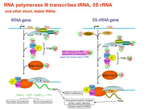 RNA 的图像结果