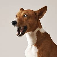 Cockapoo Barking Sound 的图像结果