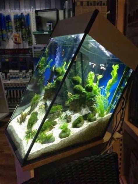 Very interesting aquarium | Aquarium fish tank, Aquarium, Aquascape