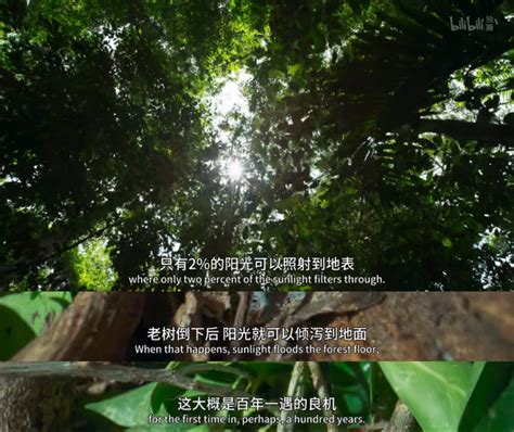 BBC 拍了纪录片《中国新年》，浓正年味惊艳全球！
