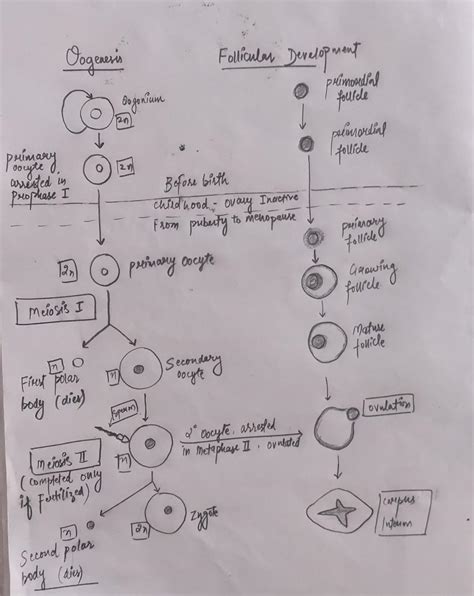 When is meiosis 2 completed during oocyte maturation? - Brainly.in
