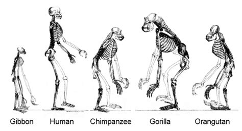Image result for Evolution Human Body