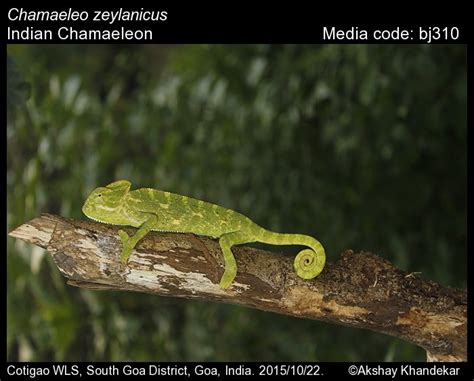 Chamaeleo zeylanicus Laurenti, 1768 - Indian Chamaeleon | Reptiles