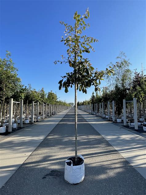 Eiche ‘White House Farm’ kaufen? | Qualität für Naturliebhaber - Venovi