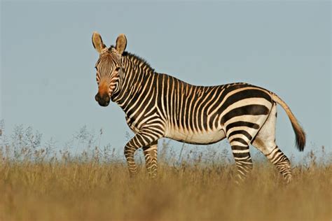 Image result for Zebra Carpet Python