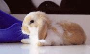 Image result for Wild Rabbit Baby Bunnies