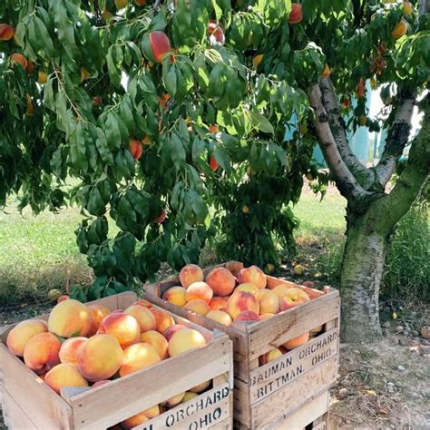 Orchard Information - Bauman Orchards