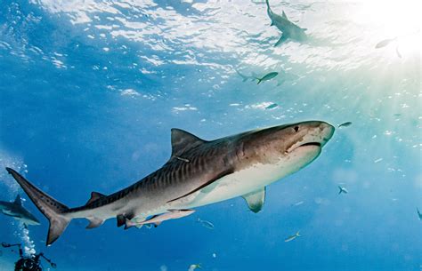 Tiger Sharks Attacking