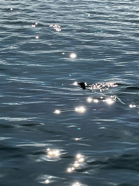 Cape Cod sharks: Where were they spotted last weekend in June ...