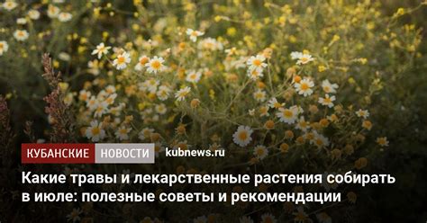 Какие травы и лекарственные растения собирать в июле: полезные советы и ...