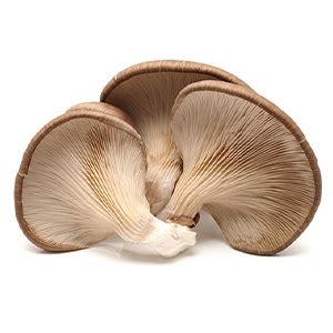 Rooted Mushroom Complex - 7 Mushrooms blend for Heart, Liver, Gut ...