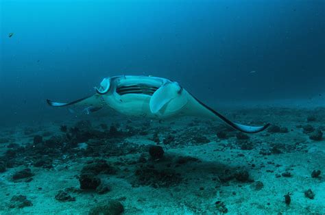 M For Manta. M For Magic | Nature inFocus