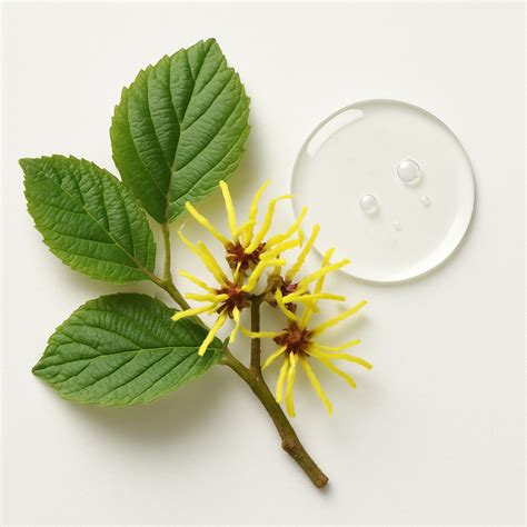 Witch Hazel On Face Side Effects