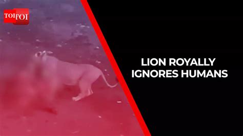 lions feast stray animals: Viral video: Lions feast on stray animals in ...