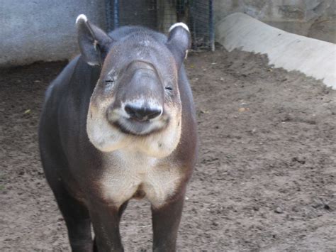 11 Tapirs Who Are Worried About The Taper - SFGate