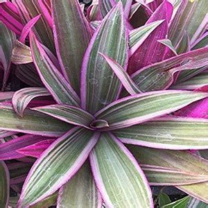 FURYHUB Rhoeo Plant Price in India - Buy FURYHUB Rhoeo Plant online at ...