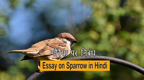 गौरैया (चिड़िया) पर निबंध | Essay on Sparrow in Hindi