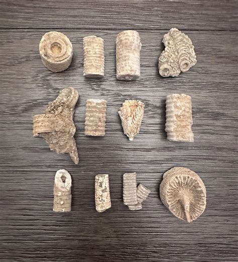 Crinoid Fossil Stalk, Crinoid Fossil Stems, Fossilized Rocks, Crinoid ...