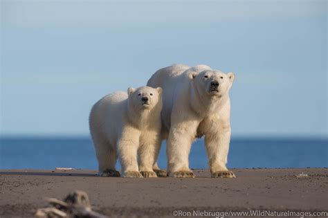 Polar Bears | Arctic National Wildlife Refuge, Alaska. | Photos by Ron ...