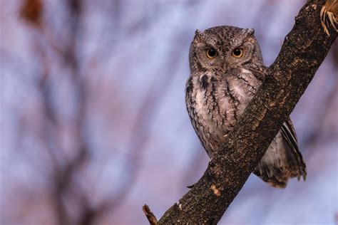 That superb glare he’s giving me! Eastern Screech Owl in Michigan last ...