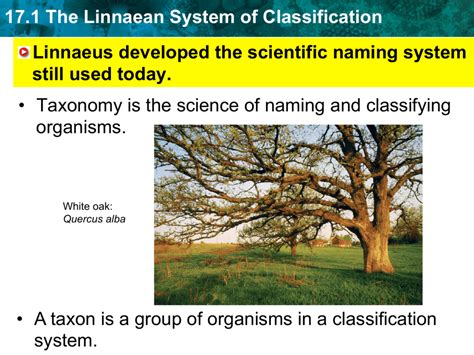 Image result for Linnaeus Classification System