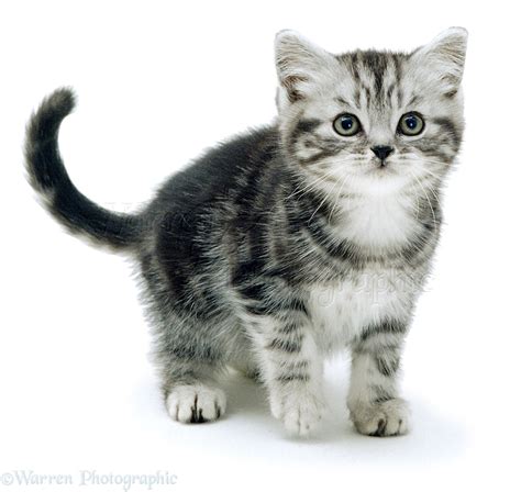 Silver tabby kitten photo WP01149