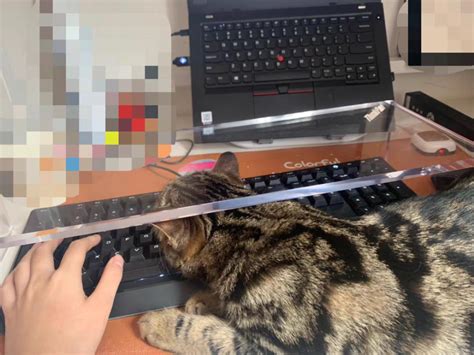 为什么猫喜欢坐键盘？ - 知乎