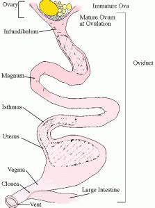 Image result for Loop Object JavaScript
