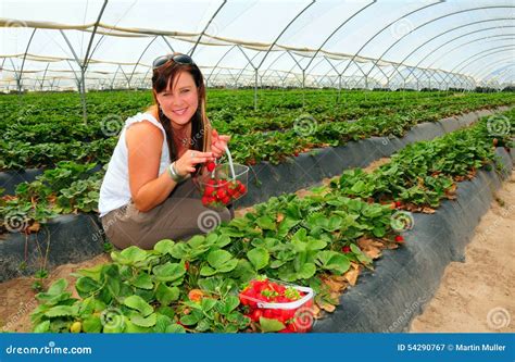 Strawberry Harvest stock image. Image of clean, picking - 54290767