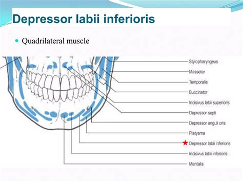 Muscles of facial expression | PPTX