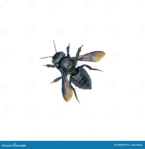 Carpenter Mimic Leafcutter Bee - Megachile Xylocopoides - Named for Its Superficial Similarity ...