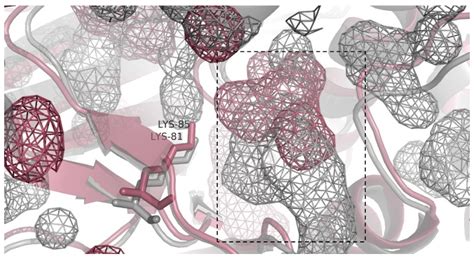 Two Novel, Flavin-Dependent Halogenases from the Bacterial Consortia of ...