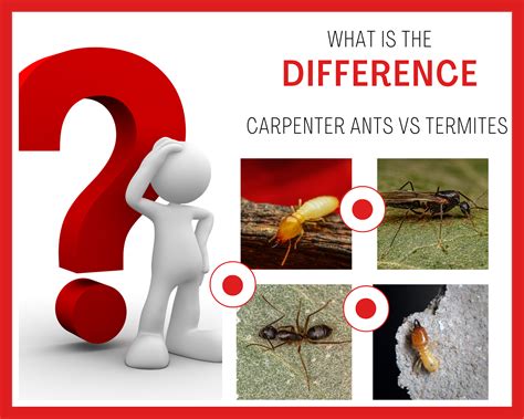 Termites Vs Carpenter Ants