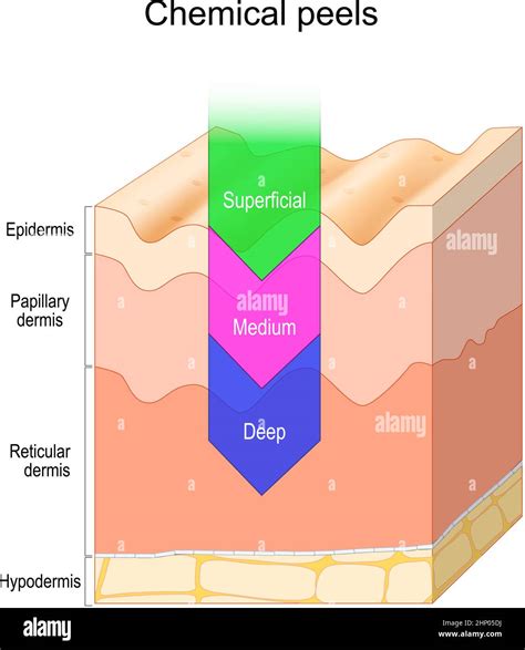 Layers Of Dermis Papillary Reticular