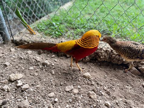 Yellow Golden Pheasant Hen