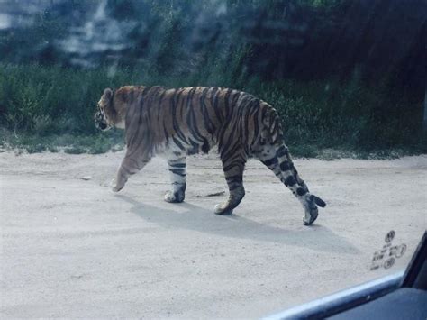 两女游客在八达岭野生动物园遭老虎袭击 1死1伤_腾讯网